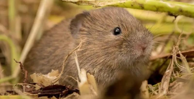 Мишоподібні гризуни розмножуються на полях: вчасні обробки допоможуть врятувати врожай 