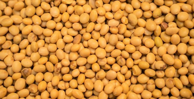 Ціни на сою зазнали корекції через відтермінування впровадження EUDR