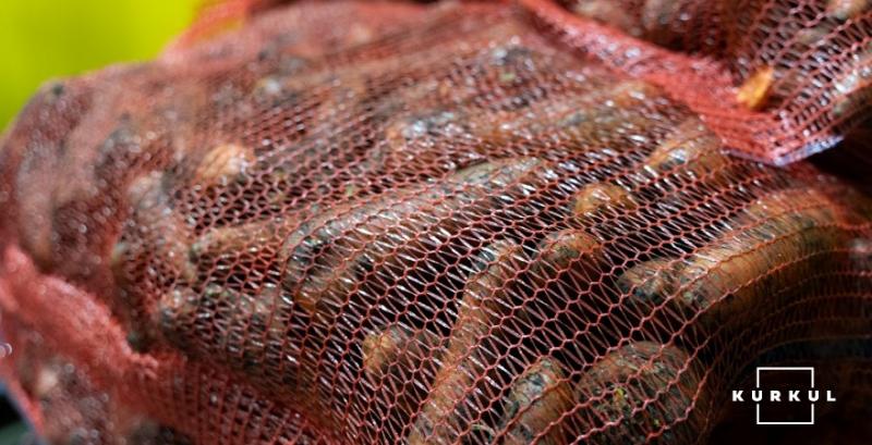 Дефіцит овочесховищ в Україні перевищує 1 млн тонн Дефіцит овочесховищ в Україні перевищує 1 млн тонн