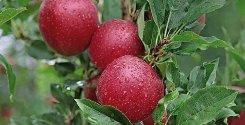 Виробник яблук з Черкащини оновлює насадження та переходить на інтенсивну технологію вирощування