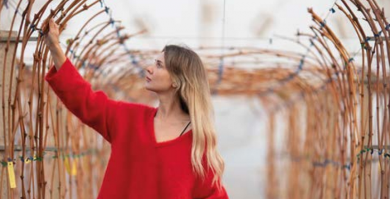 Виноградник Юліних культивує нові гібридні сорти винограду