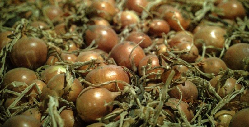 Овочеве підприємство з Рівненщини практикує повний виробничий цикл Овочеве підприємство з Рівненщини практикує повний виробничий цикл