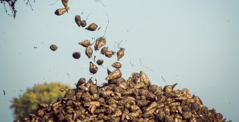 Українська агрокомпанія тестує диференційований посів цукрового буряка