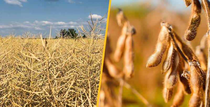 Кабмін посилює контроль за експортом сої та ріпаку