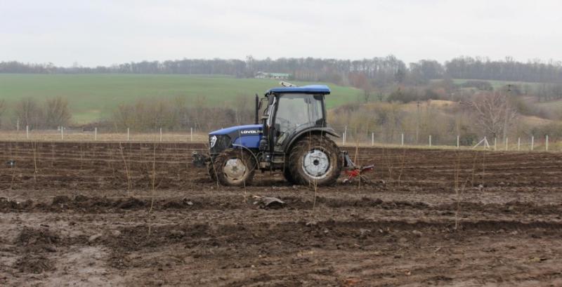 На Волині заклали найбільший вишневий сад