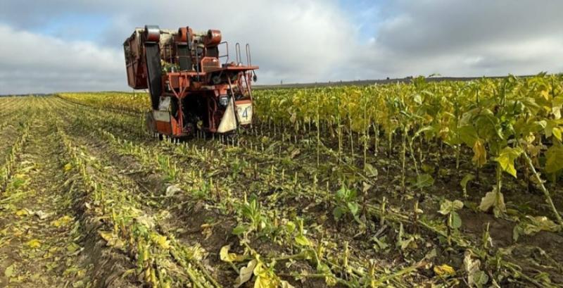 Фермер з Волині незаконно вирощував тютюн у промислових масштабах Фермер з Волині незаконно вирощував тютюн у промислових масштабах