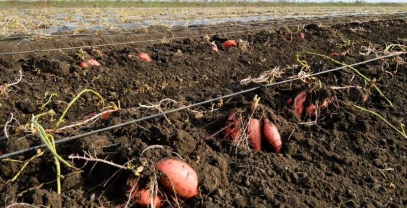 Агрофірма з Одещини відмовилась від вирощування батату Агрофірма з Одещини відмовилась від вирощування батату