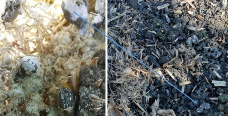 Мікробіологічні препарати контролюють склеротиніоз без зайвого хімічного навантаження на ґрунт