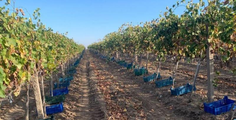 Виноградники «Винний дім Гігінеішвілі» Виноградники «Винний дім Гігінеішвілі»