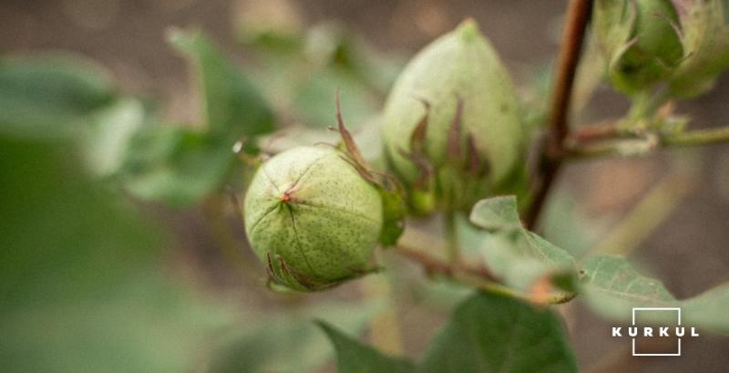 Програму підтримки виробників бавовнику пролонгували на 2026 рік Програму підтримки виробників бавовнику пролонгували на 2026 рік
