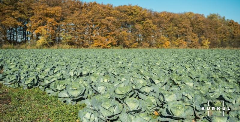 Поле з капустою підприємства «Агроінвест» Поле з капустою підприємства «Агроінвест»