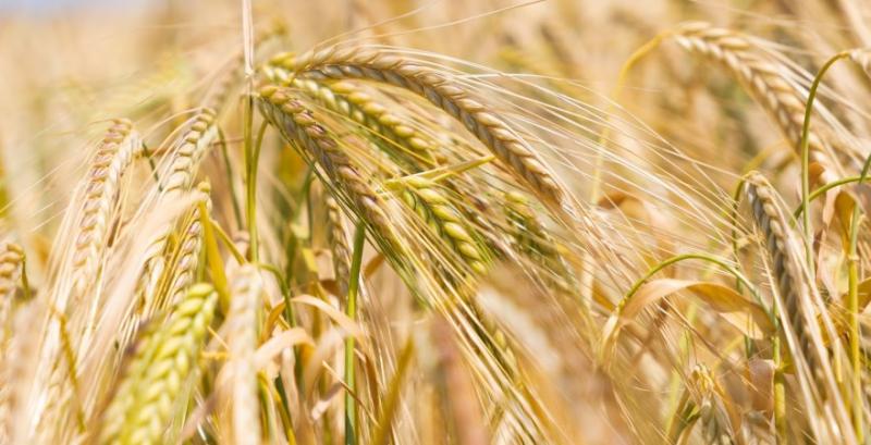 Китай залишається основним імпортером українського ячменю попри зменшення обсягів закупівлі Китай залишається основним імпортером українського ячменю попри зменшення обсягів закупівлі