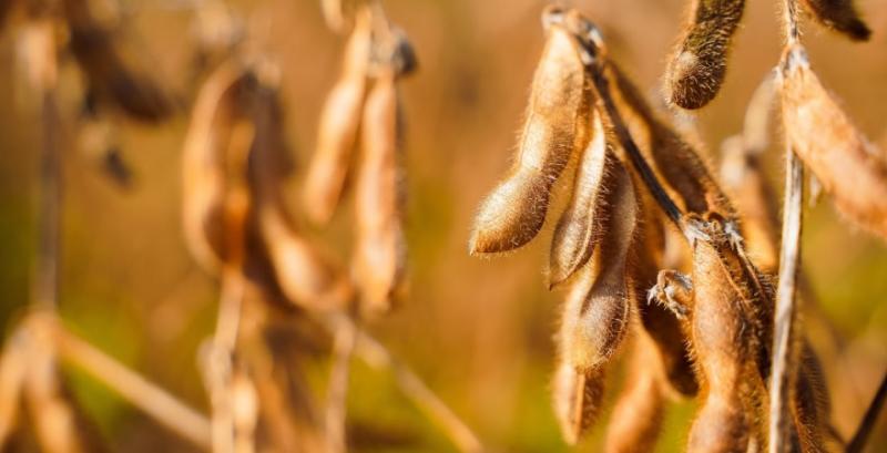 Господарство з Полтавщини планує скоротити посіви сої Господарство з Полтавщини планує скоротити посіви сої