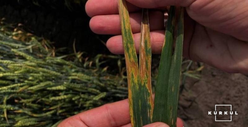 Цьогорічні погодні умови можуть призвести до активного розвитку септоріозу на пшениці Цьогорічні погодні умови можуть призвести до активного розвитку септоріозу на пшениці