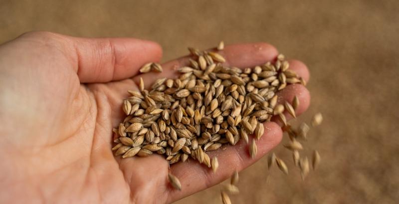 Ціни на українську пшеницю падають після короткої стабілізації Ціни на українську пшеницю падають після короткої стабілізації