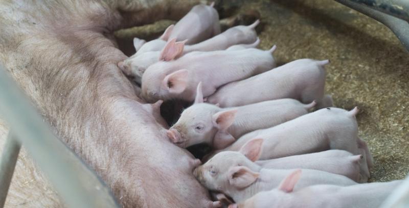 Ціни на живець свиней — прогноз на тиждень