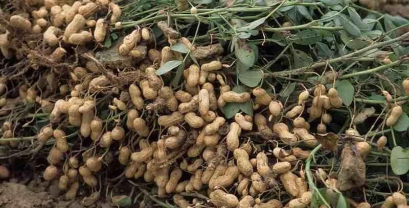 Арахіс Арахіс