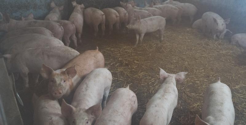 АЧС в Іспанії коштує фермерам €24 млн щотижня АЧС в Іспанії коштує фермерам €24 млн щотижня