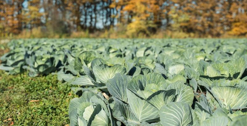 Білокачанна капуста Білокачанна капуста