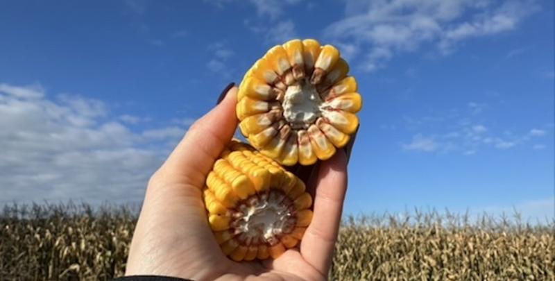 Експорт кукурудзи з України вперше обігнав минулорічний Експорт кукурудзи з України вперше обігнав минулорічний