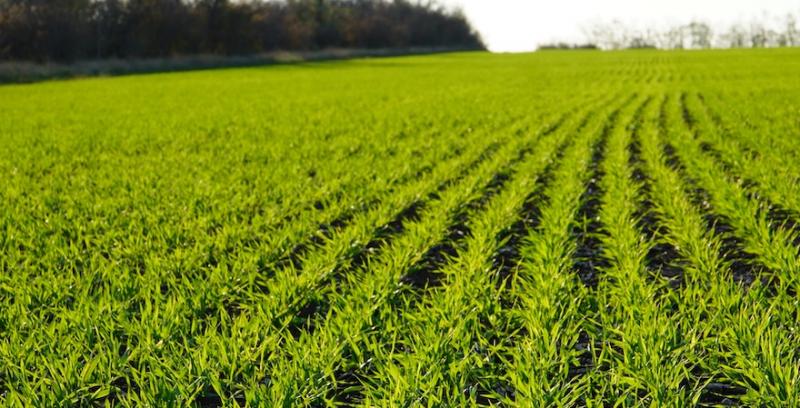 ʼОзима пшениця ʼОзима пшениця