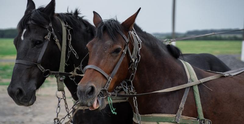Племінних коней із ферми на Запоріжжі евакуюють через наближення фронту Племінних коней із ферми на Запоріжжі евакуюють через наближення фронту