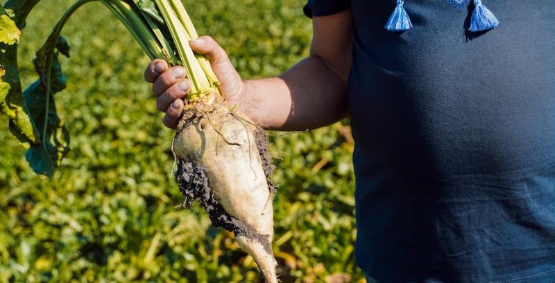 Цукровий буряк Цукровий буряк