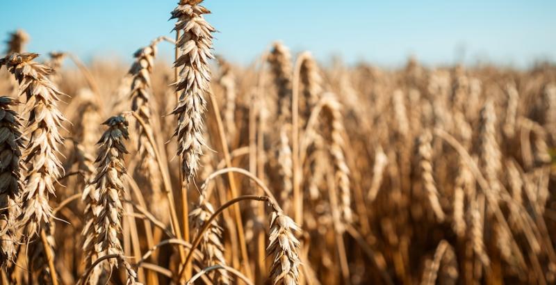 Трейдери попереджають про зниження цін на українську пшеницю через падіння попиту Трейдери попереджають про зниження цін на українську пшеницю через падіння попиту