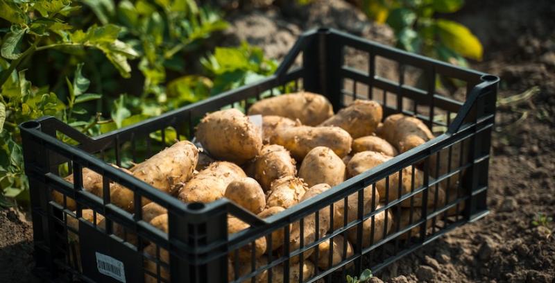 Професійне картоплярство в Україні стає рентабельним на п’ятий рік Професійне картоплярство в Україні стає рентабельним на п’ятий рік