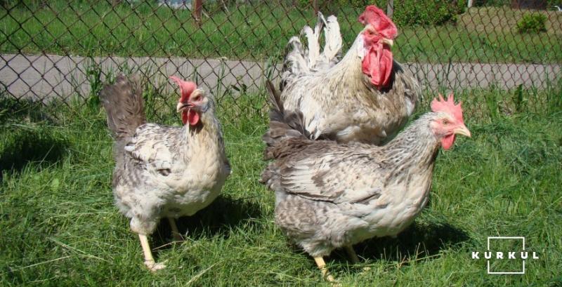 Україна перейде на європейські стандарти ветеринарної медицини