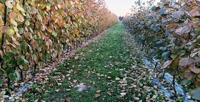 «Батьків сад»