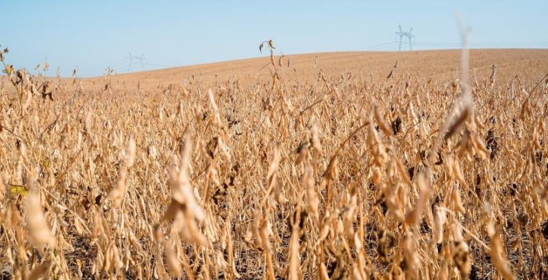 Український ринок сої входить у фазу короткострокової стабілізації Український ринок сої входить у фазу короткострокової стабілізації