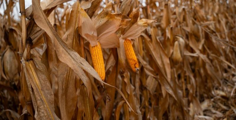 Аграрії намолотили понад 26 млн т кукурудзи