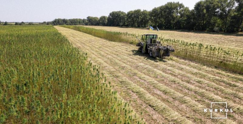 Зі 100 га промислових конопель можна отримати від 2,8 млн грн чистого прибутку