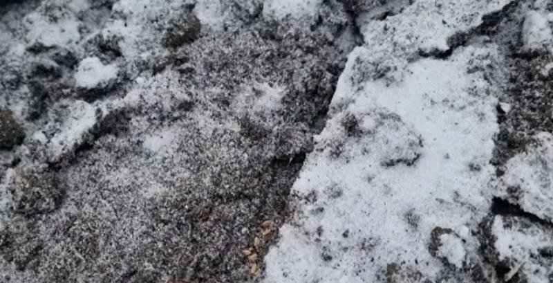 На Харківщині здійснили експериментальний посів озимої пшениці в середині грудня