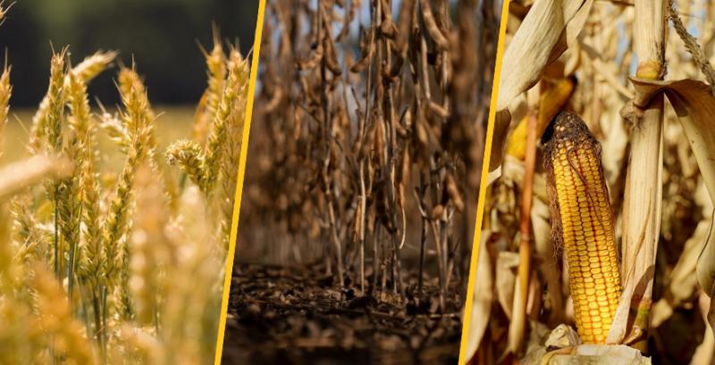 Найприбутковіші культури для сезону 2026 — круглий стіл для фермерів