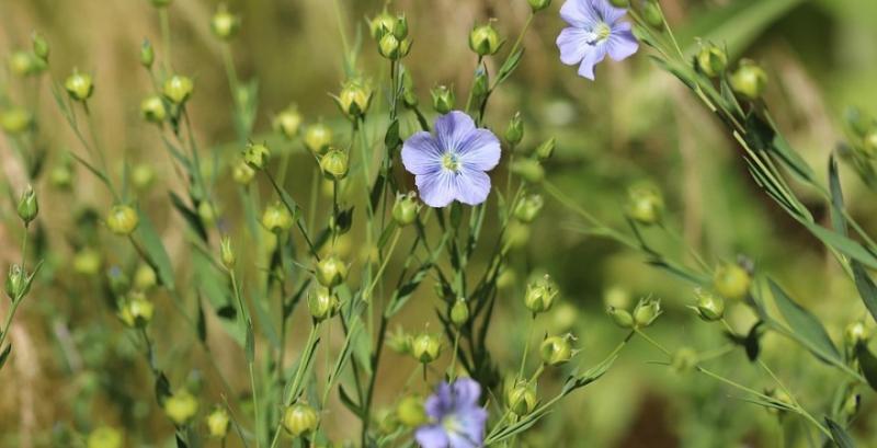 Господарство з Кіровоградщини через погодні чинники отримало нижчу врожайність майже по всіх культурах Господарство з Кіровоградщини через погодні чинники отримало нижчу врожайність майже по всіх культурах