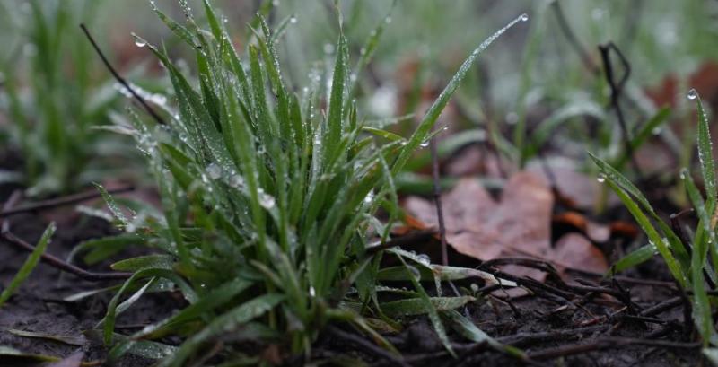 Передумов для значних втрат врожайності озимих на Сумщині не зафіксовано — науковець