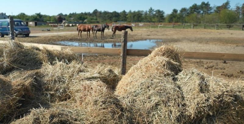 Кінний клуб із Запоріжжя