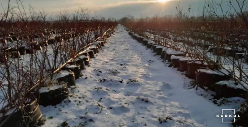 ФГ «Озеряна»