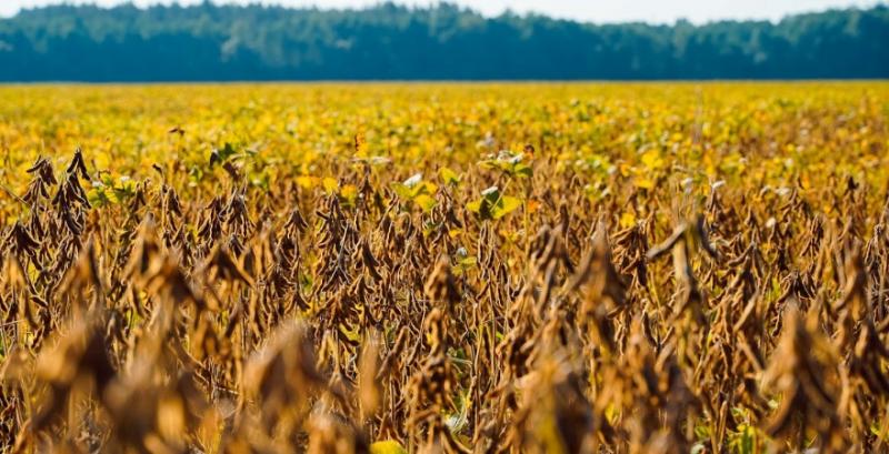 Експортні ціни на сою призупинили ріст