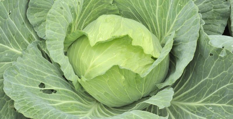 Капуста продовжує дешевшати: ціни вже на 85% нижчі за торішні