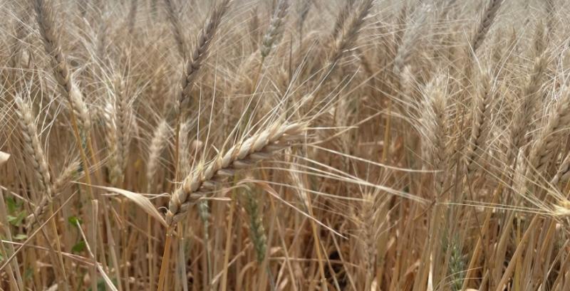 На внутрішньому ринку укріплюються ціни на ячмінь