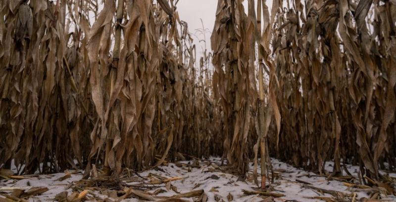 На Харківщині та Донеччині ще понад 50% кукурудзи залишається в полях