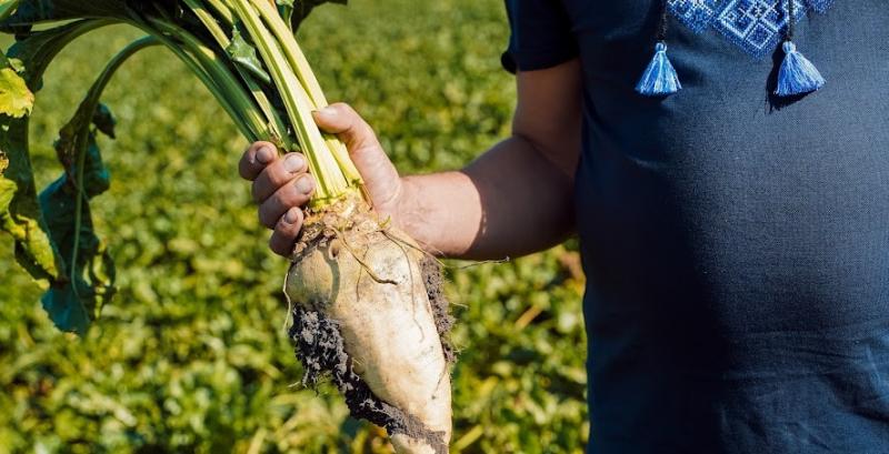 Посівні площі цукрового буряку залишаться незмінними — прогноз