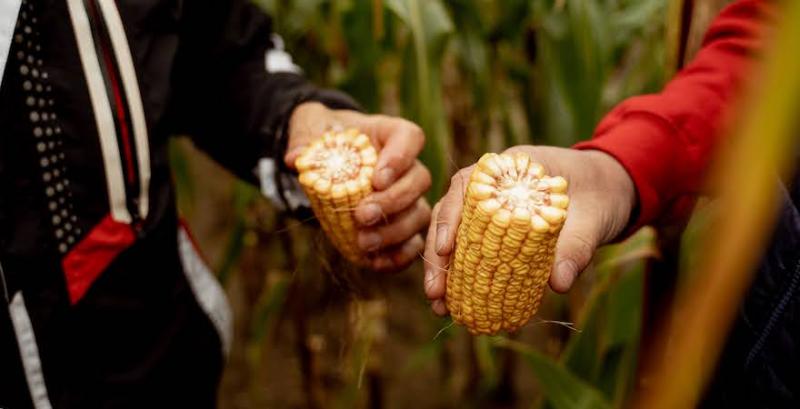 В Україні знизились експортні ціни кукурудзи