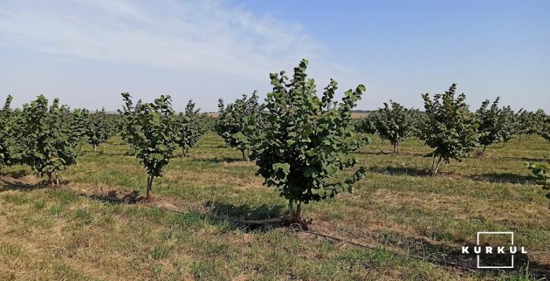 Горіхова плантація Горіхова плантація