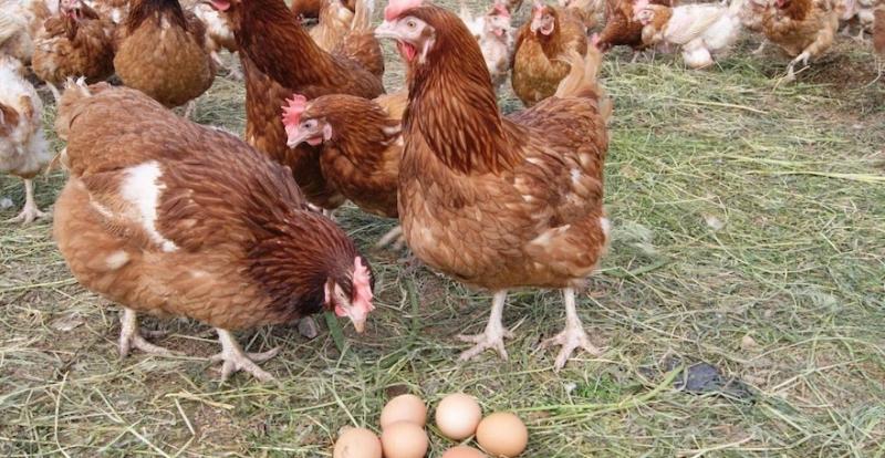 Фермерка з Запоріжжя за два роки перетворила 30 курей на сімейну птахоферму