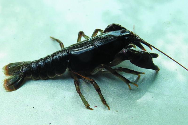 Ветеран з Вінниччини створив акваферму з вирощування раків Ветеран з Вінниччини створив акваферму з вирощування раків