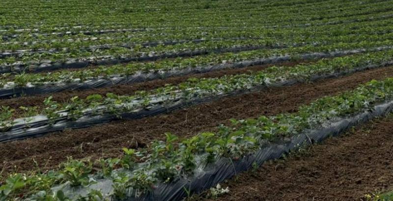 Тунельне вирощування компенсує втрату овочівництва на півдні України